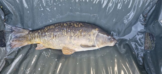 Date: 03/07/2026<br />
Lake: Halstead Reservoir<br />
Angler: Bobby<br />
Fish: Mirror Carp<br />
Weight: 19lbs 2oz<br /> 2026-07-03-02