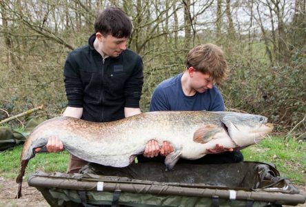 Date: 29/03/2026<br />
Lake: Halstead Reservoir<br />
Angler: Oscar<br />
Fish: Wels Catfish<br />
Weight: 75lbs<br /> 2026-03-29-01