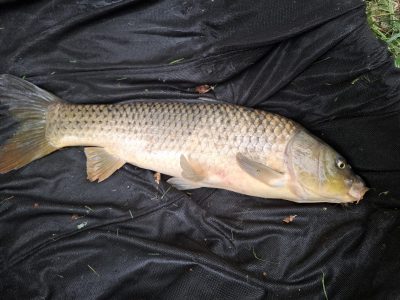 Date: 18/07/2026<br />
Lake: Catley Cross<br />
Angler: Gabriel<br />
Fish: Common Carp<br />
Weight: 13lbs<br /> 2026-07-18-03