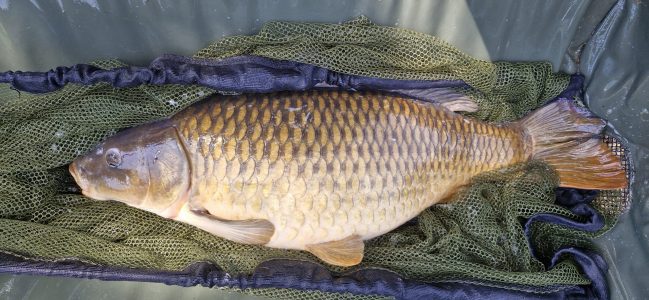 Date: 03/07/2026<br />
Lake: Halstead Reservoir<br />
Angler: Isla-mai<br />
Fish: Common Carp<br />
Weight: 16lbs 8oz<br /> 2026-07-03-01