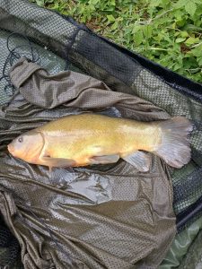 Date: 05/05/26<br />
Lake: Catley Cross<br />
Angler: Gary<br />
Fish: Tench<br />
Weight: 5lb 5oz<br /> 2026-05-05-01