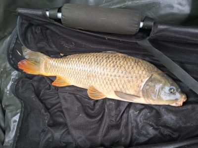 Date: 18/07/2026<br />
Lake: Catley Cross<br />
Angler: Gabriel<br />
Fish: Common Carp<br />
Weight: 9lbs<br /> 2026-07-18-02