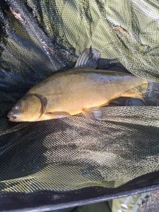 Date: 21/06/2026<br />
Lake: Halstead Reservoir<br />
Angler: Gabriel<br />
Fish: Tench<br />
Weight: 3lbs 4oz<br /> 2026-06-21-1