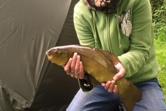 GREEN-TENCH