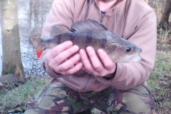 KEV-PERCH-LM