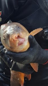 DAMAGED-CARP