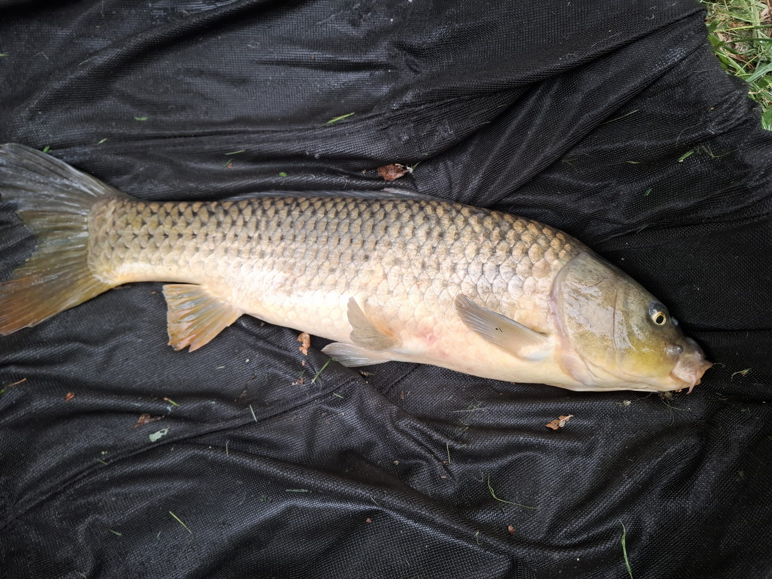 Date: 18/07/2026<br />
Lake: Catley Cross<br />
Angler: Gabriel<br />
Fish: Common Carp<br />
Weight: 13lbs<br /> 2026-07-18-03
