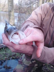 JOHNSON-LM-PERCH